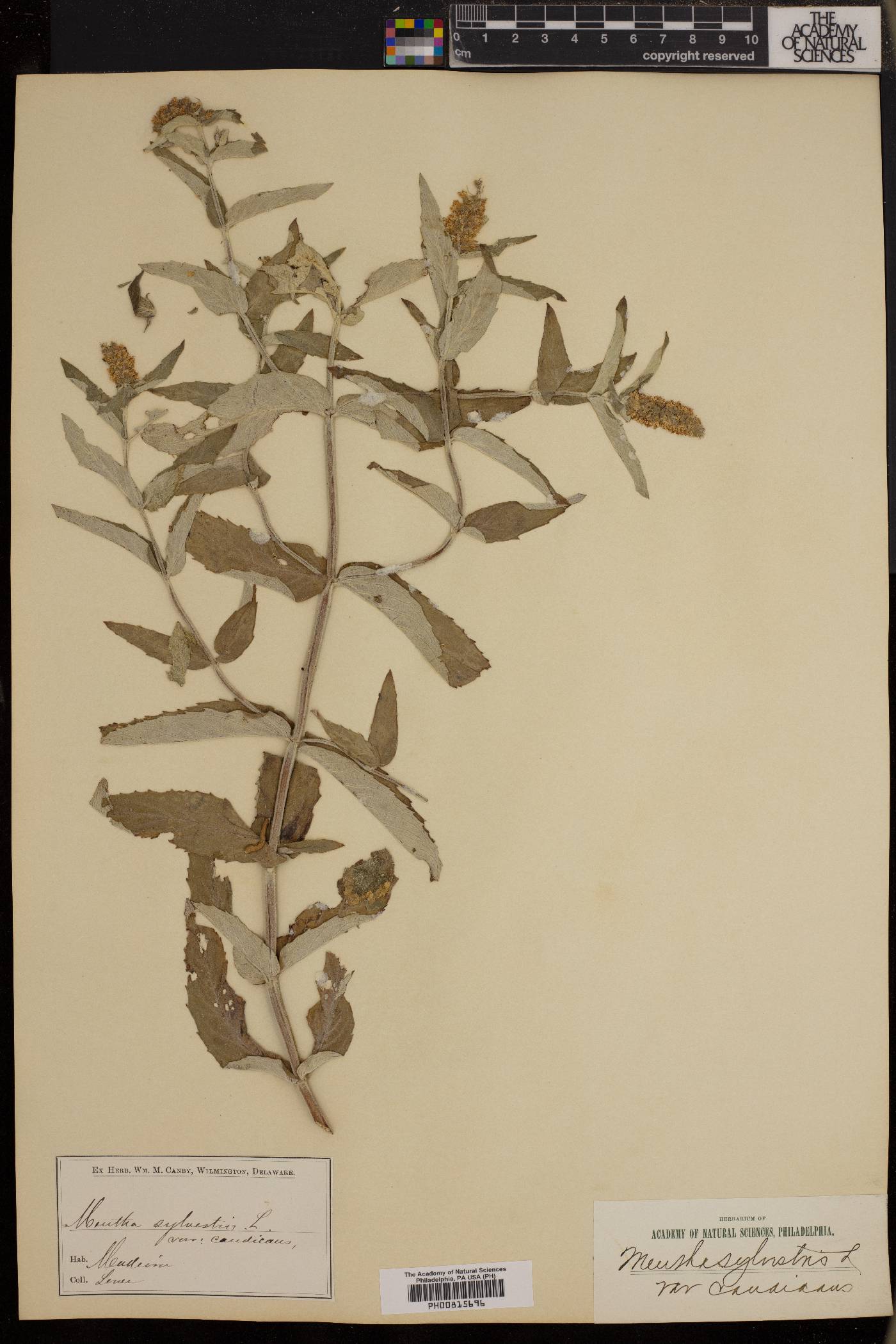 Mentha longifolia subsp. longifolia image