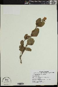 Syncolostemon welwitschii image