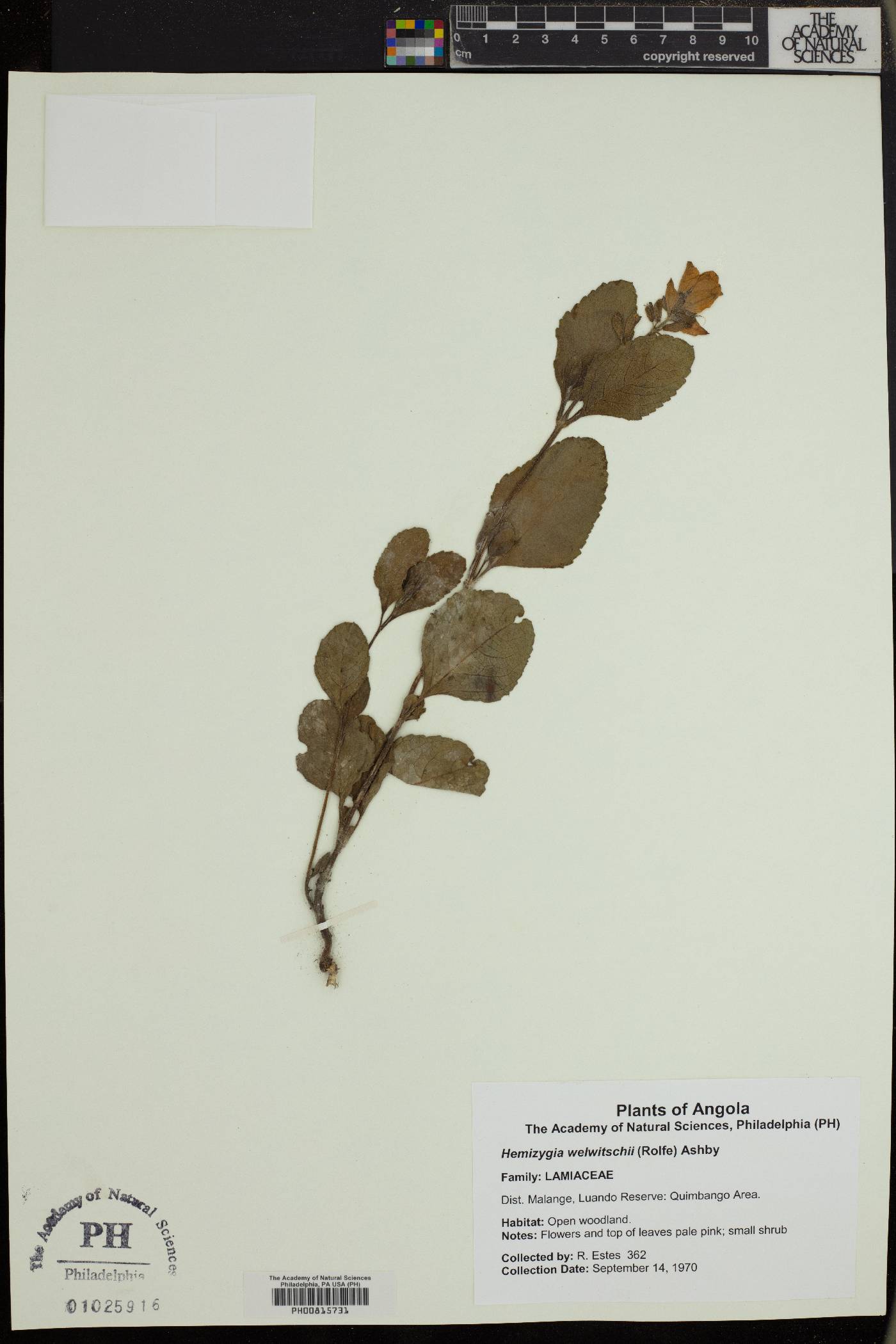 Syncolostemon welwitschii image