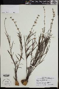 Ocimum angustifolium image