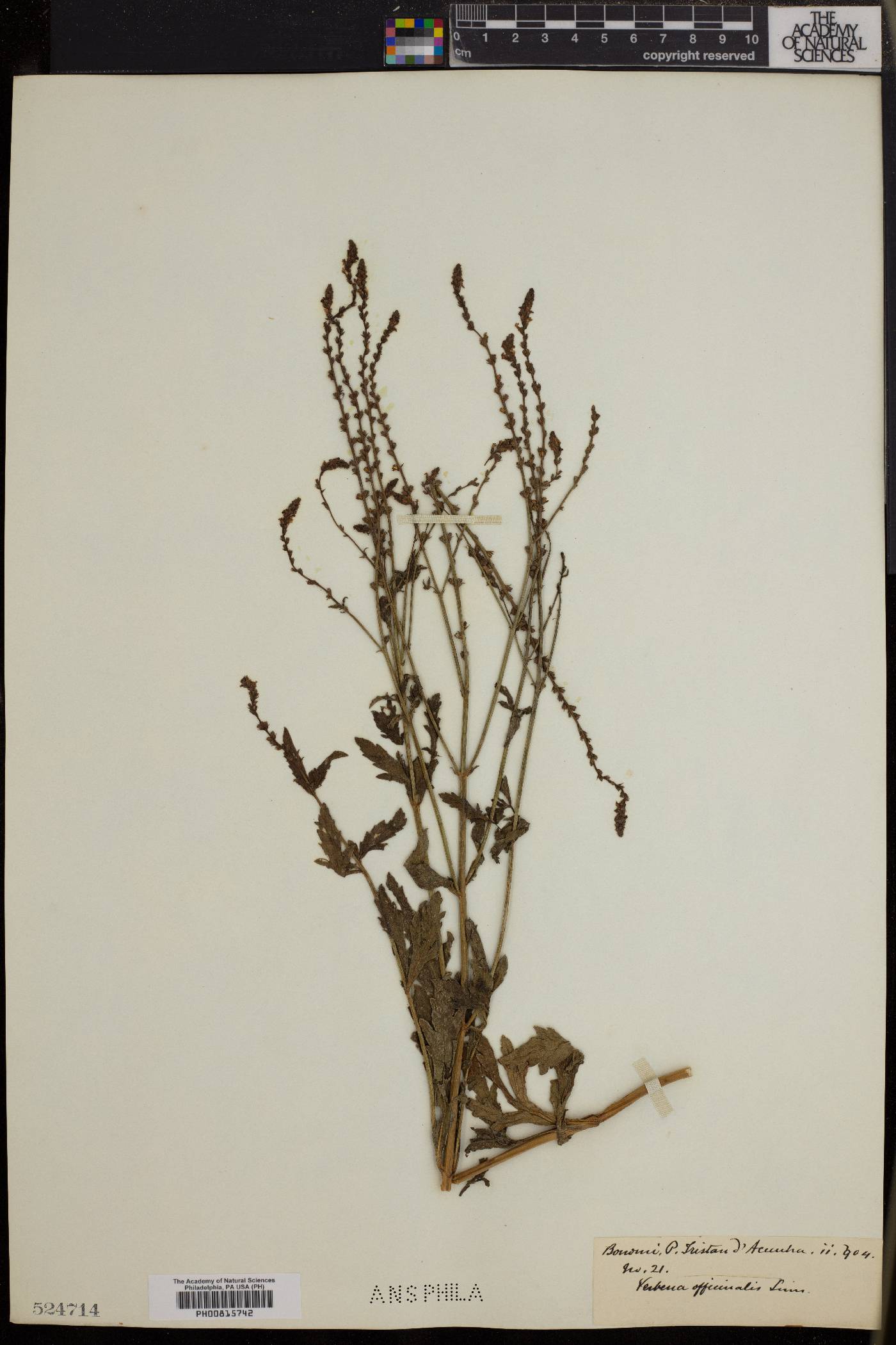 Verbena officinalis image