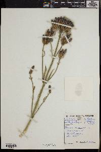 Verbena bonariensis image