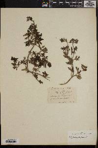 Verbena supina image