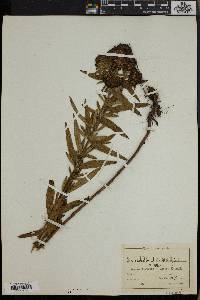 Haumaniastrum venosum image