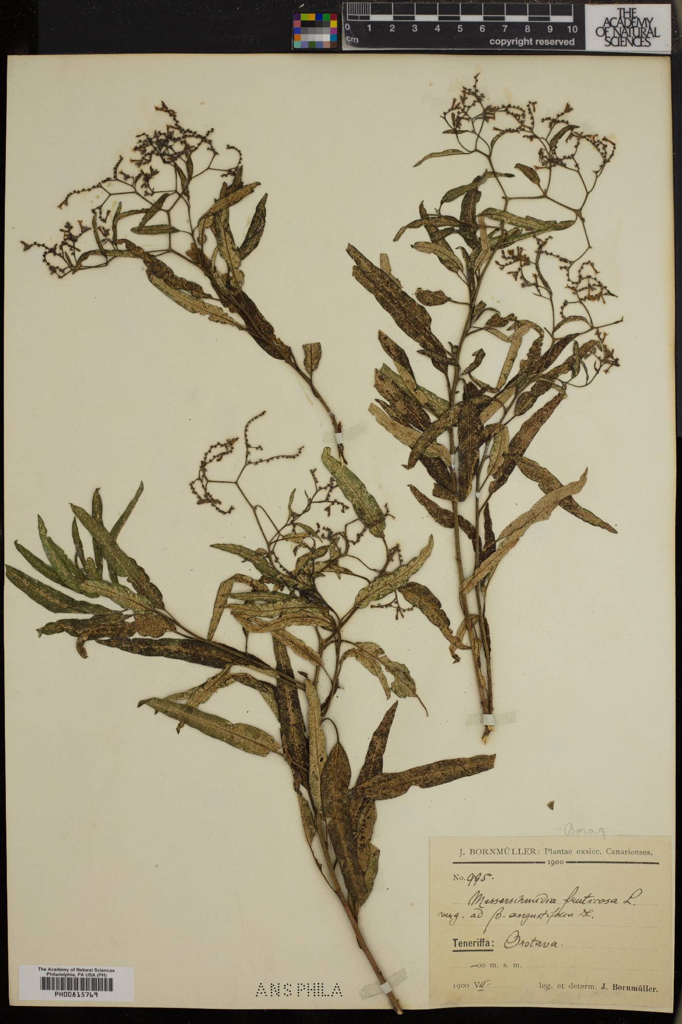 Tournefortia fruticosa image