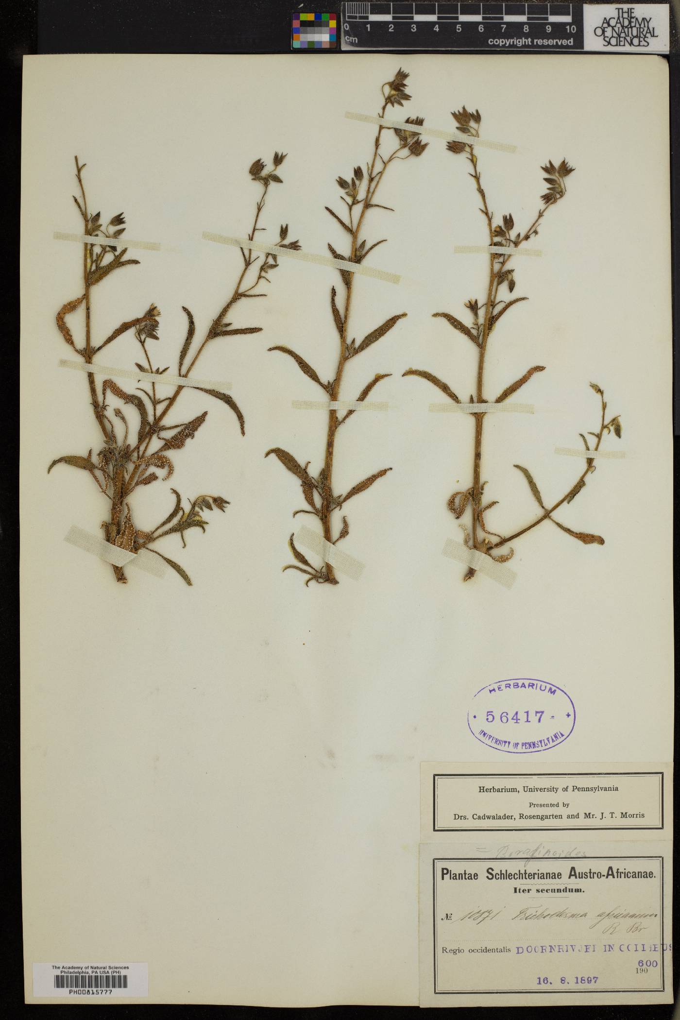 Trichodesma africanum image