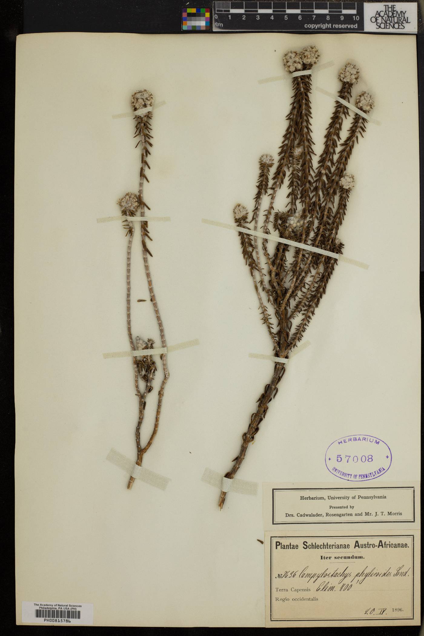 Kogelbergia phylicoides image
