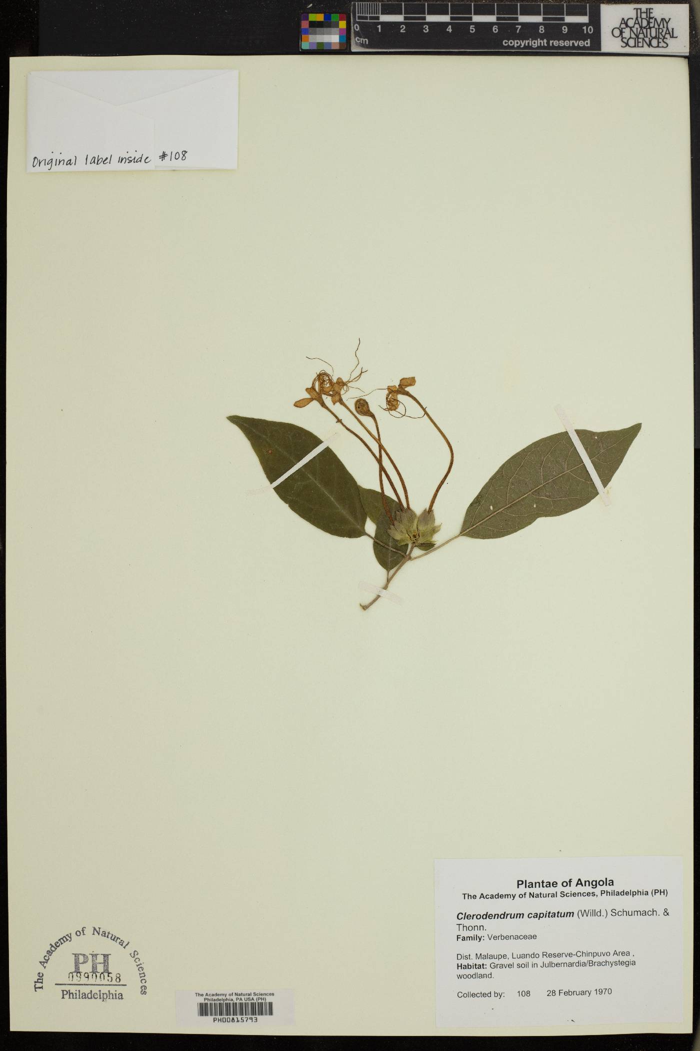 Clerodendrum capitatum image