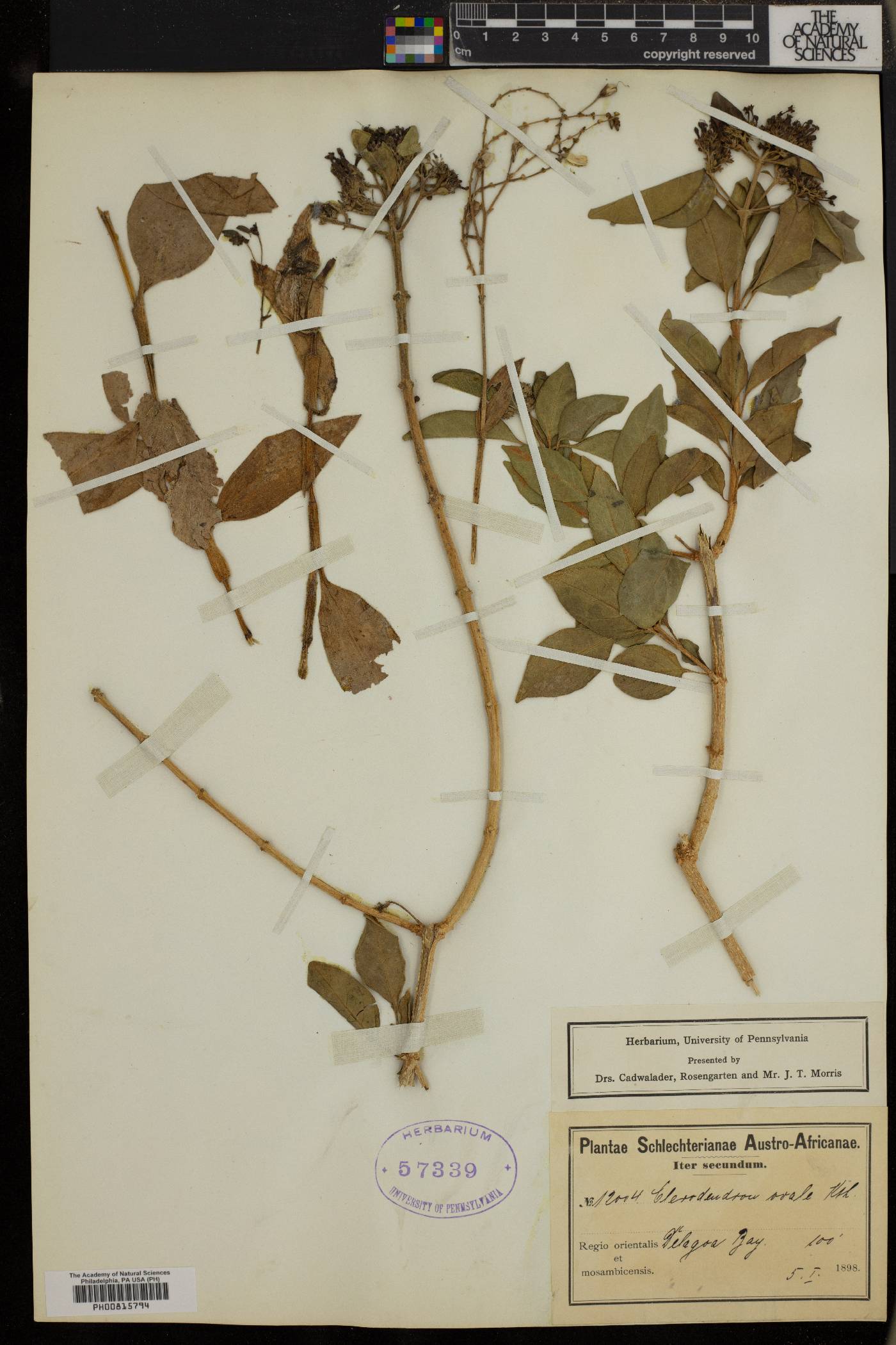 Volkameria glabra image