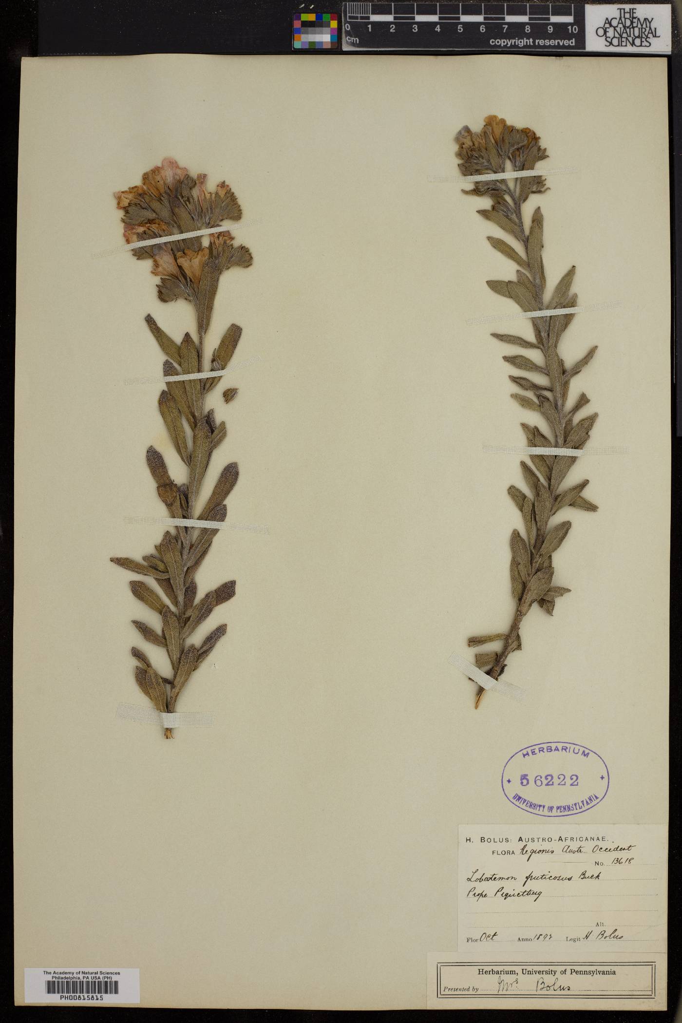 Lobostemon fruticosus image