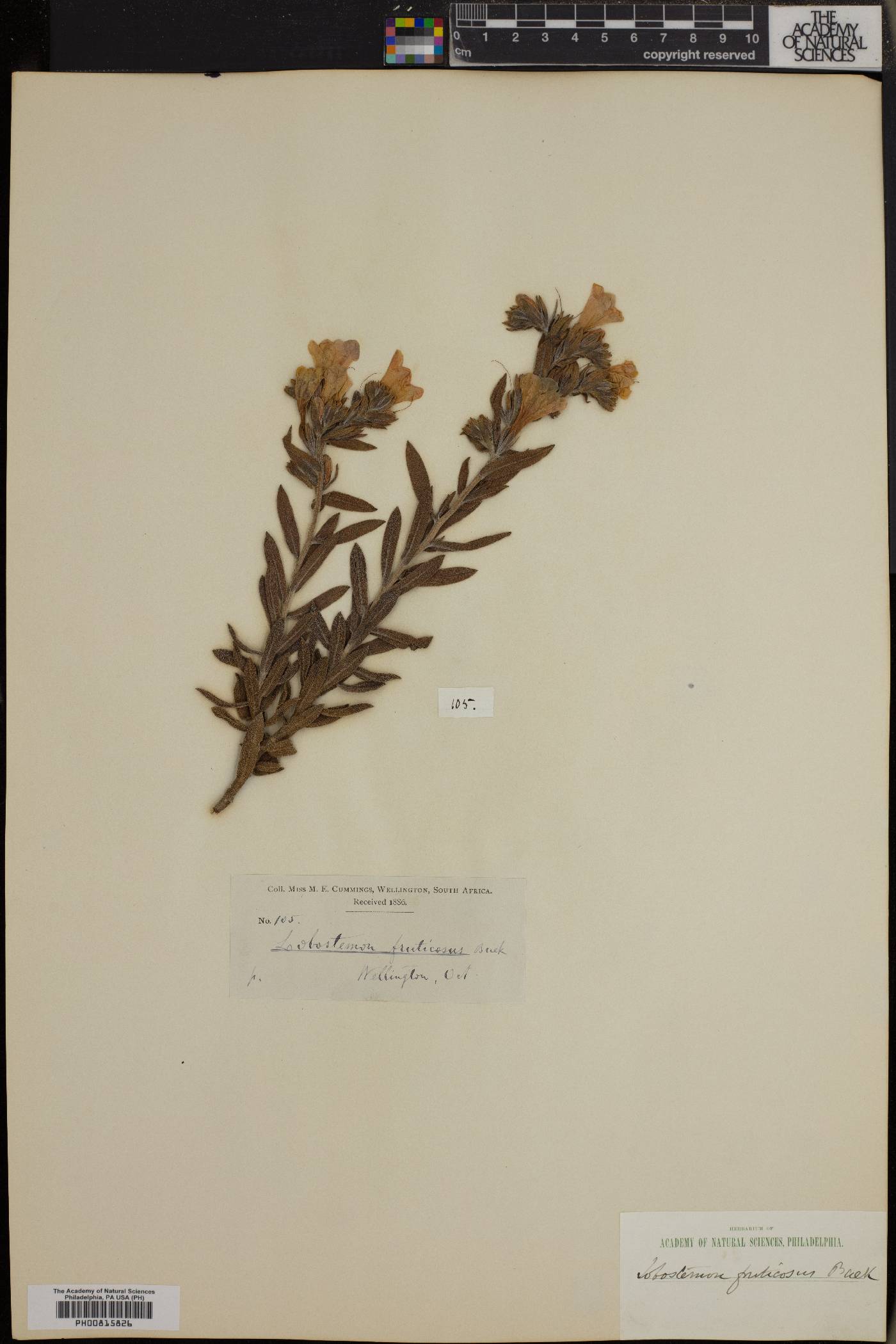 Lobostemon fruticosus image