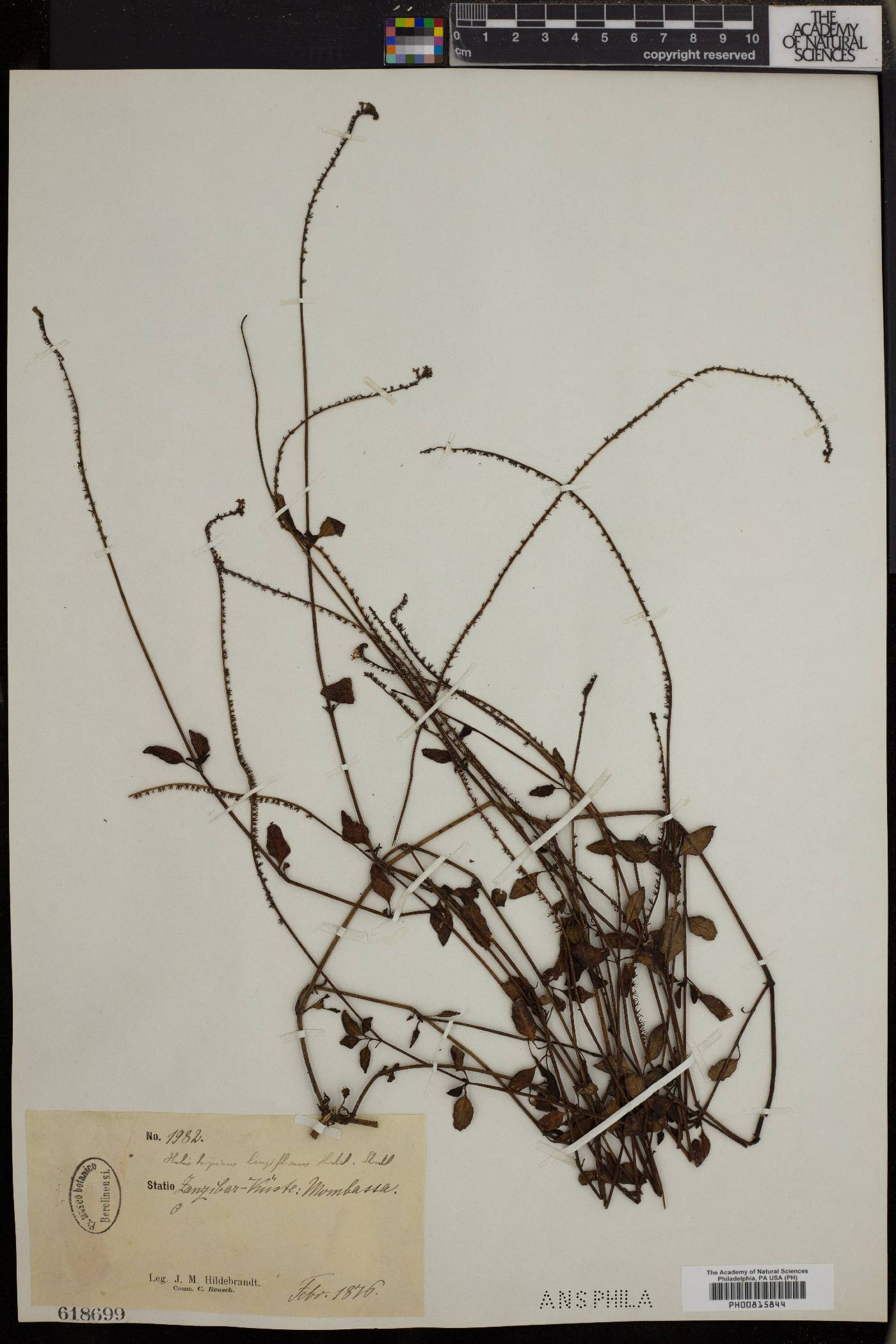 Heliotropium longiflorum image