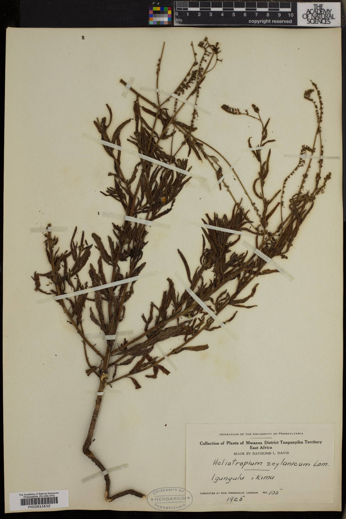 Heliotropium zeylanicum image