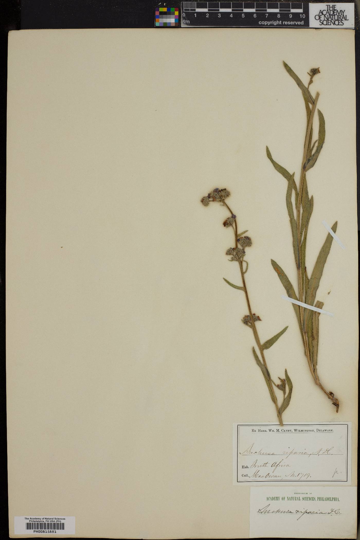 Anchusa riparia image