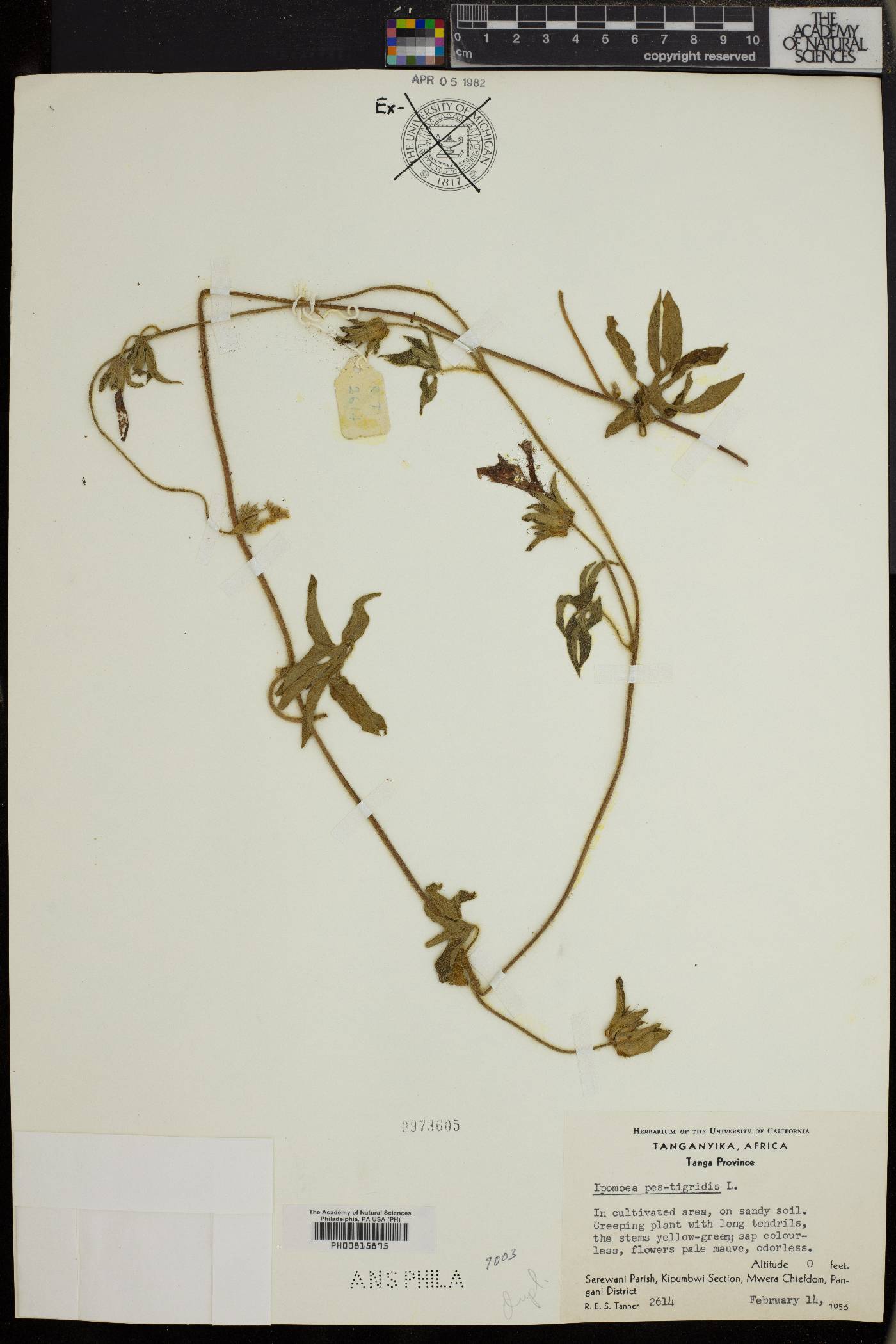 Ipomoea pes-tigridis image