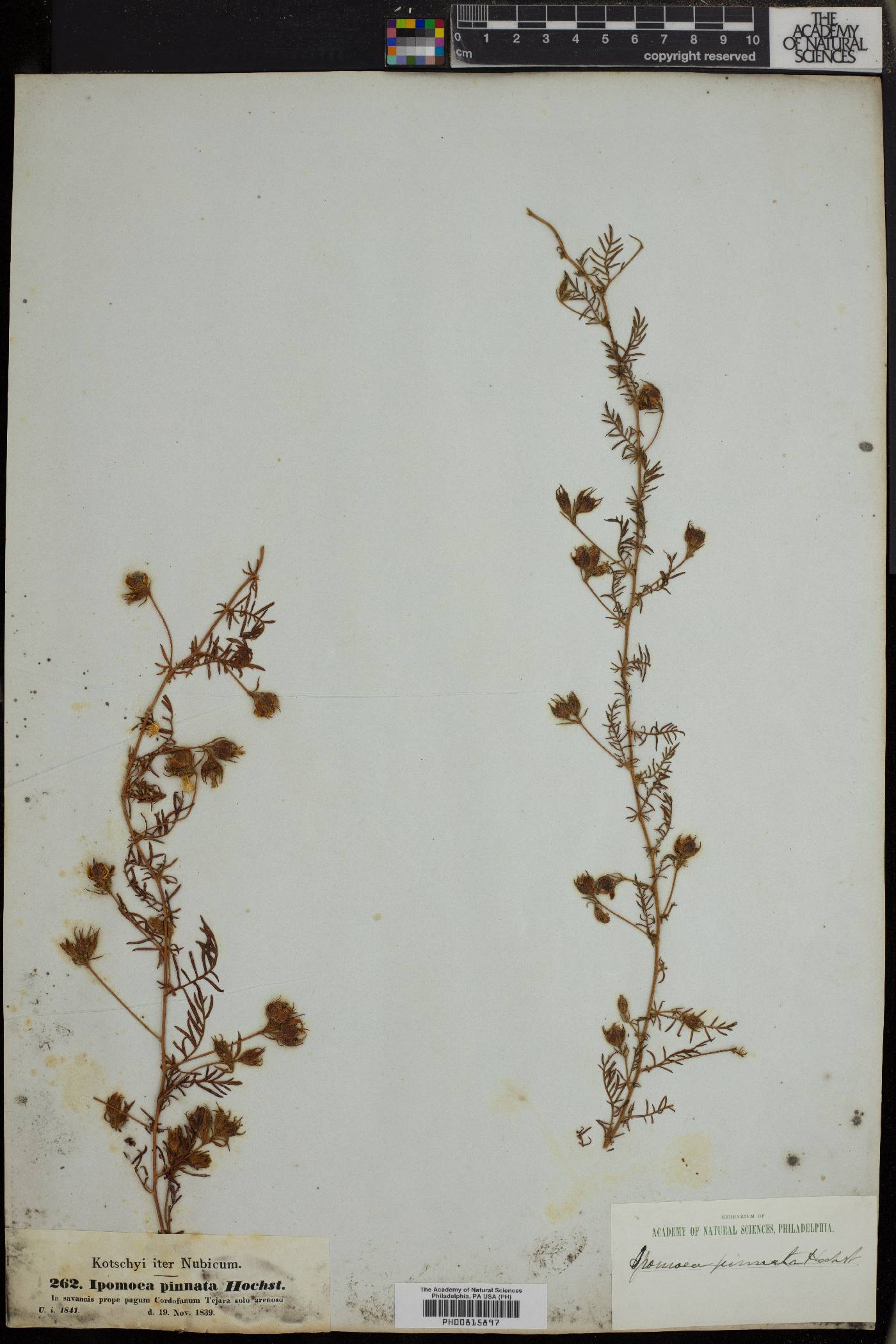 Xenostegia pinnata image