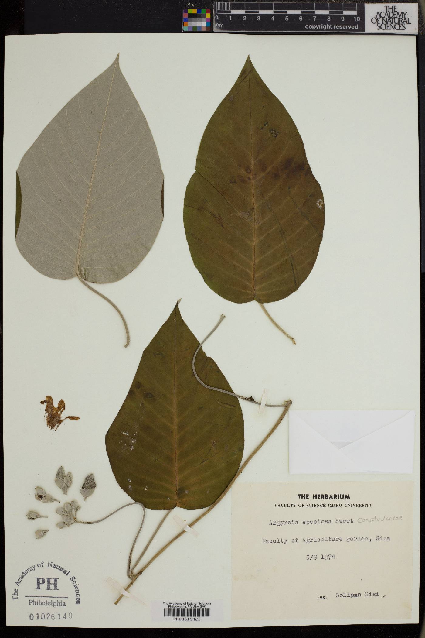 Argyreia speciosa image