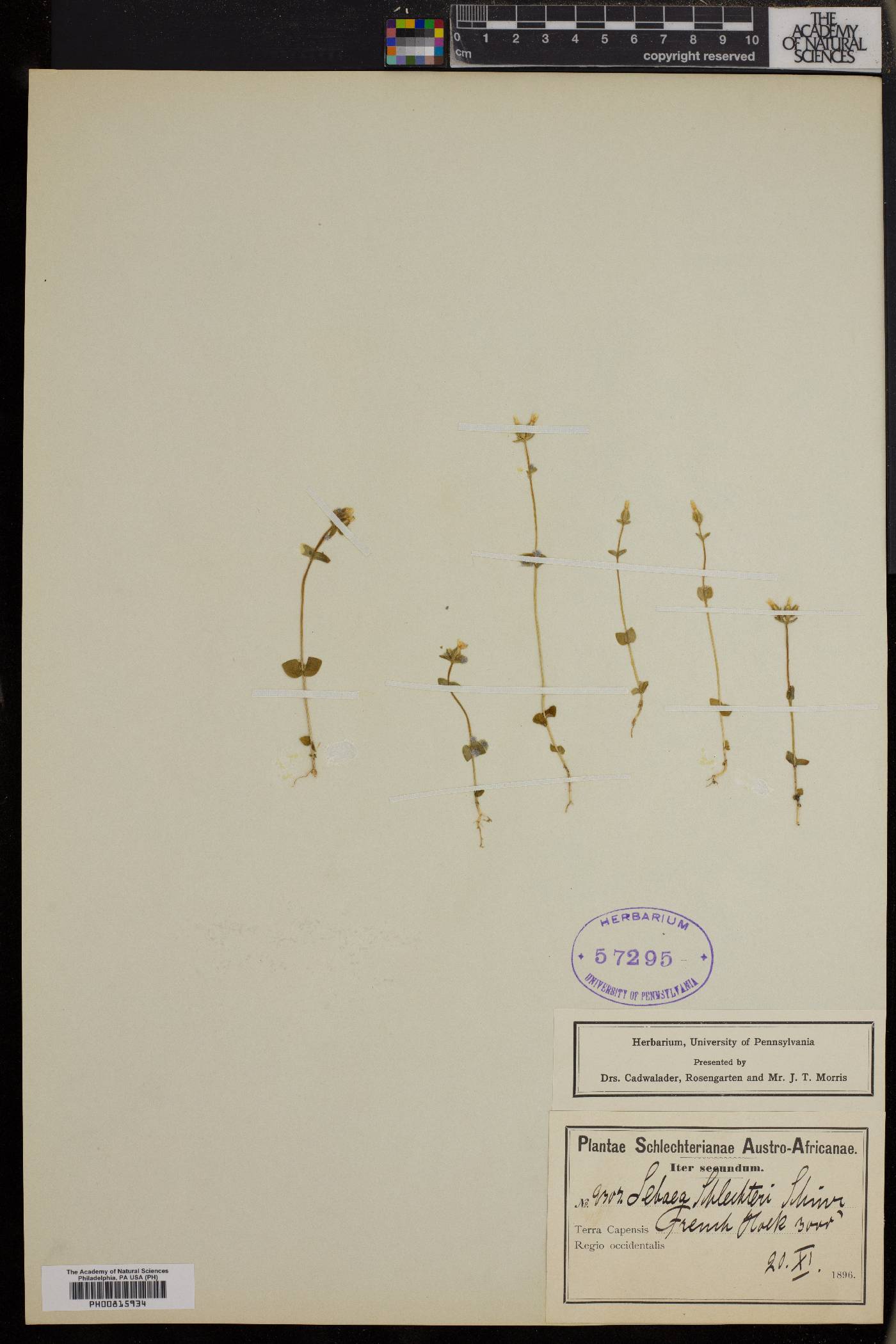 Sebaea schlechteri image