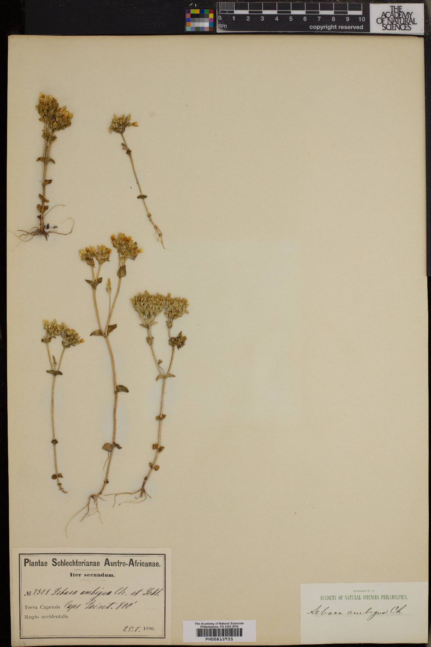 Sebaea ambigua image