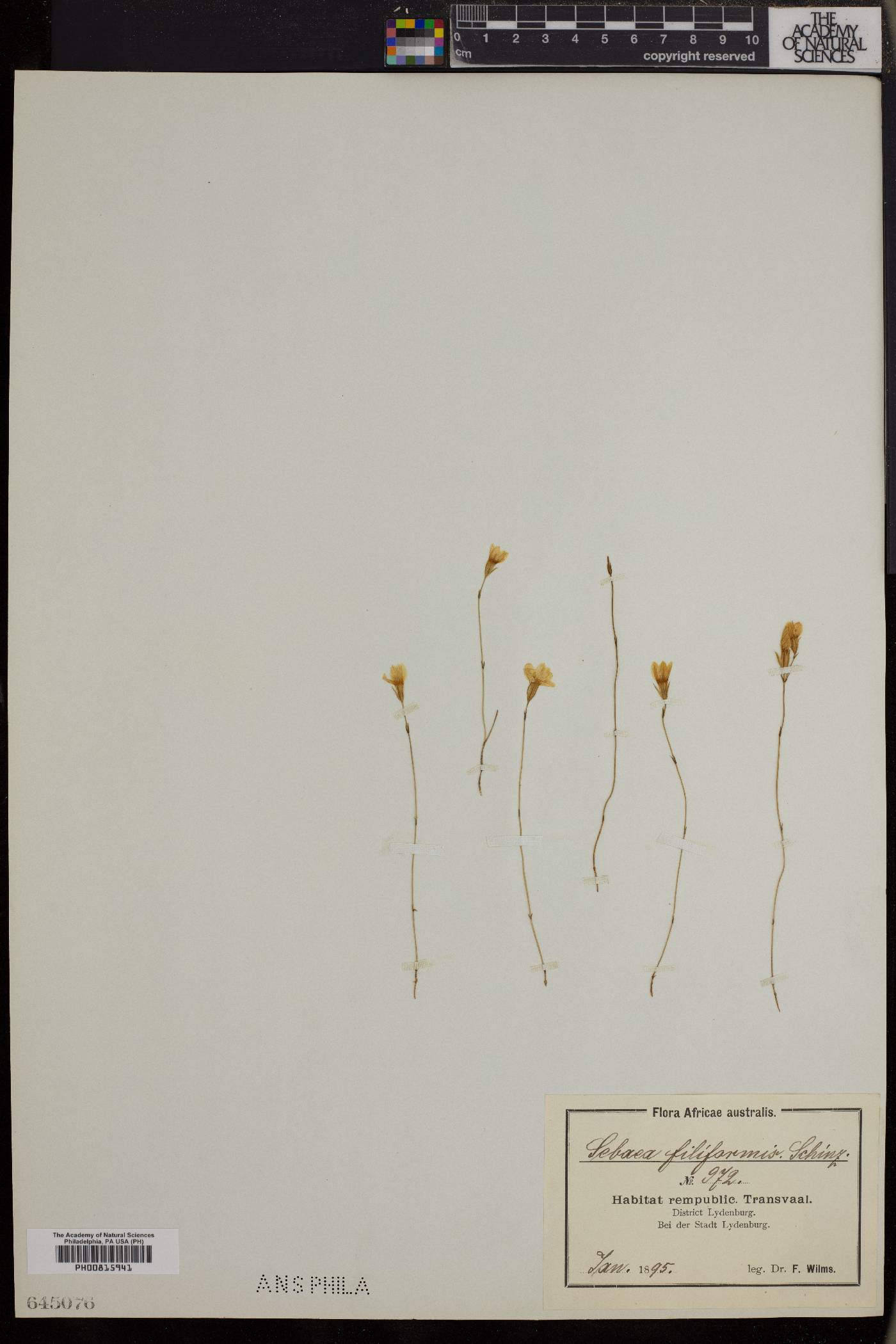 Sebaea filiformis image