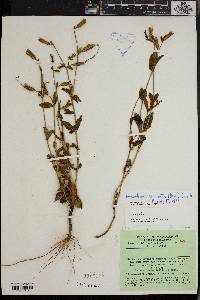 Tachiadenus carinatus image