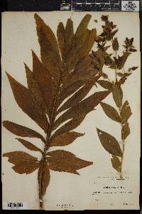Media resource of Ixanthus viscosus