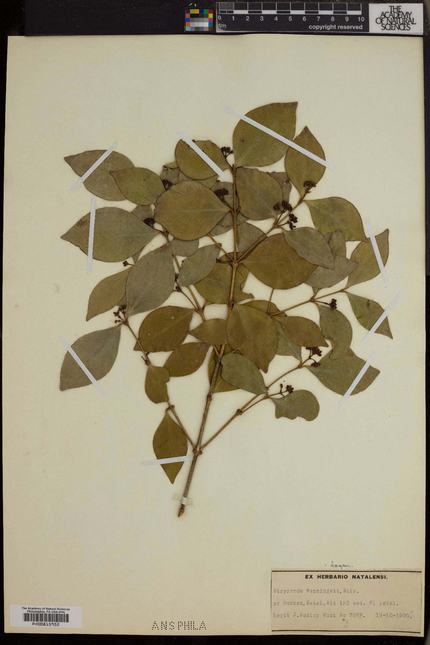 Strychnos henningsii image