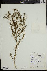 Image of Chironia baccifera