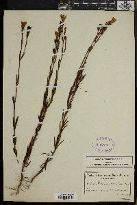 Image of Chironia jasminoides