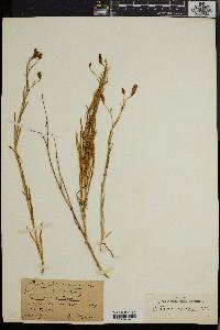 Chironia maritima image