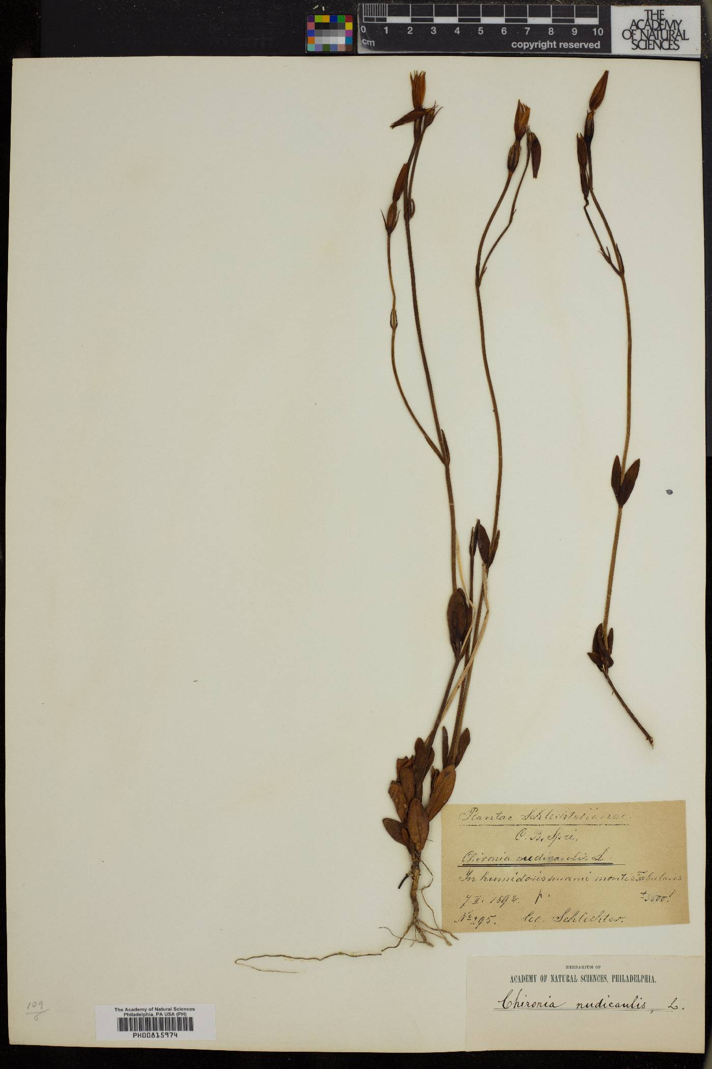 Chironia jasminoides image