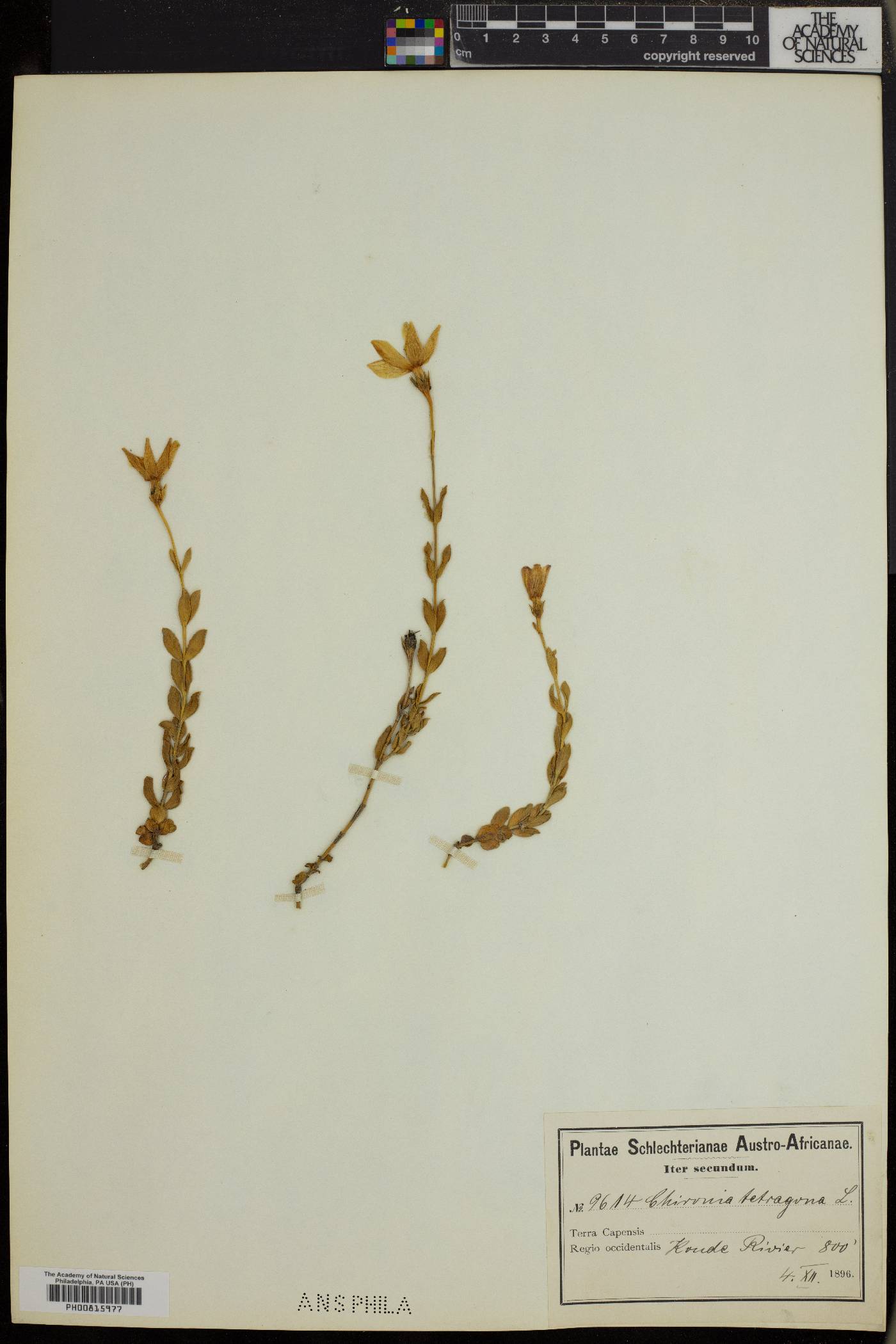 Chironia tetragona image