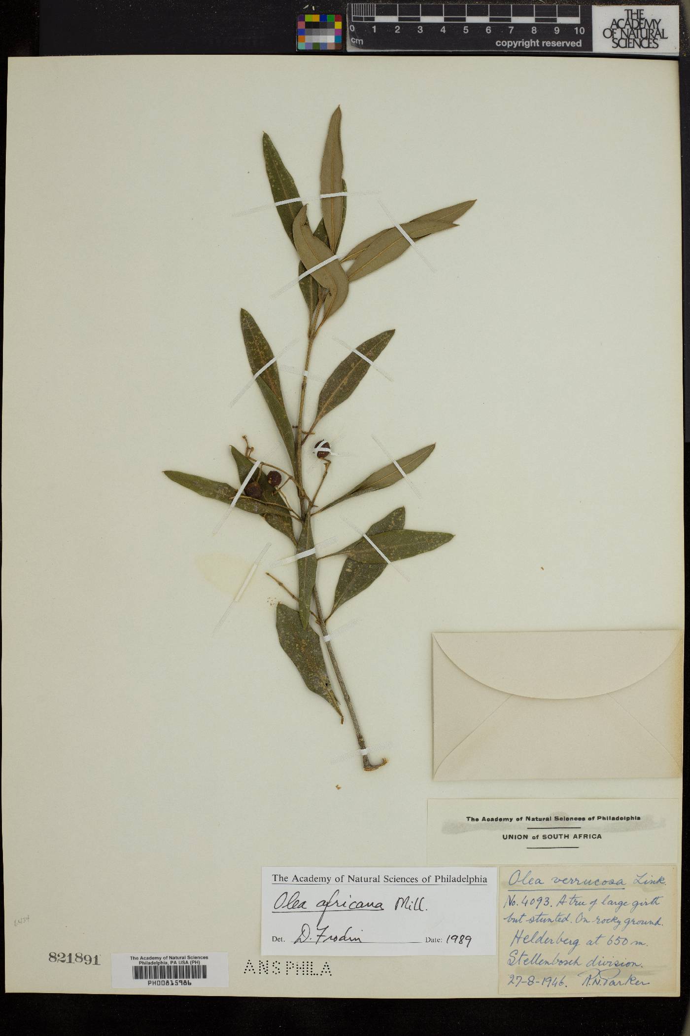 Olea africana image
