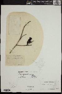 Olea capensis image