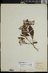 Olea capensis subsp. macrocarpa image