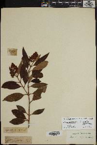 Olea capensis subsp. macrocarpa image