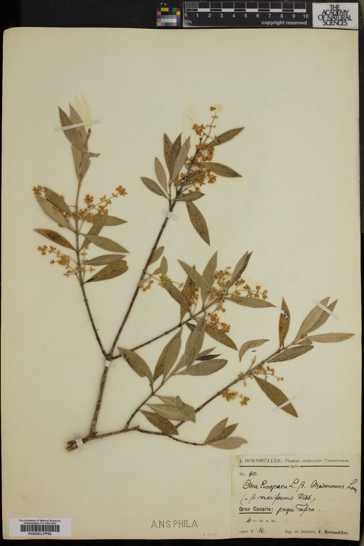 Olea europaea subsp. cerasiformis image