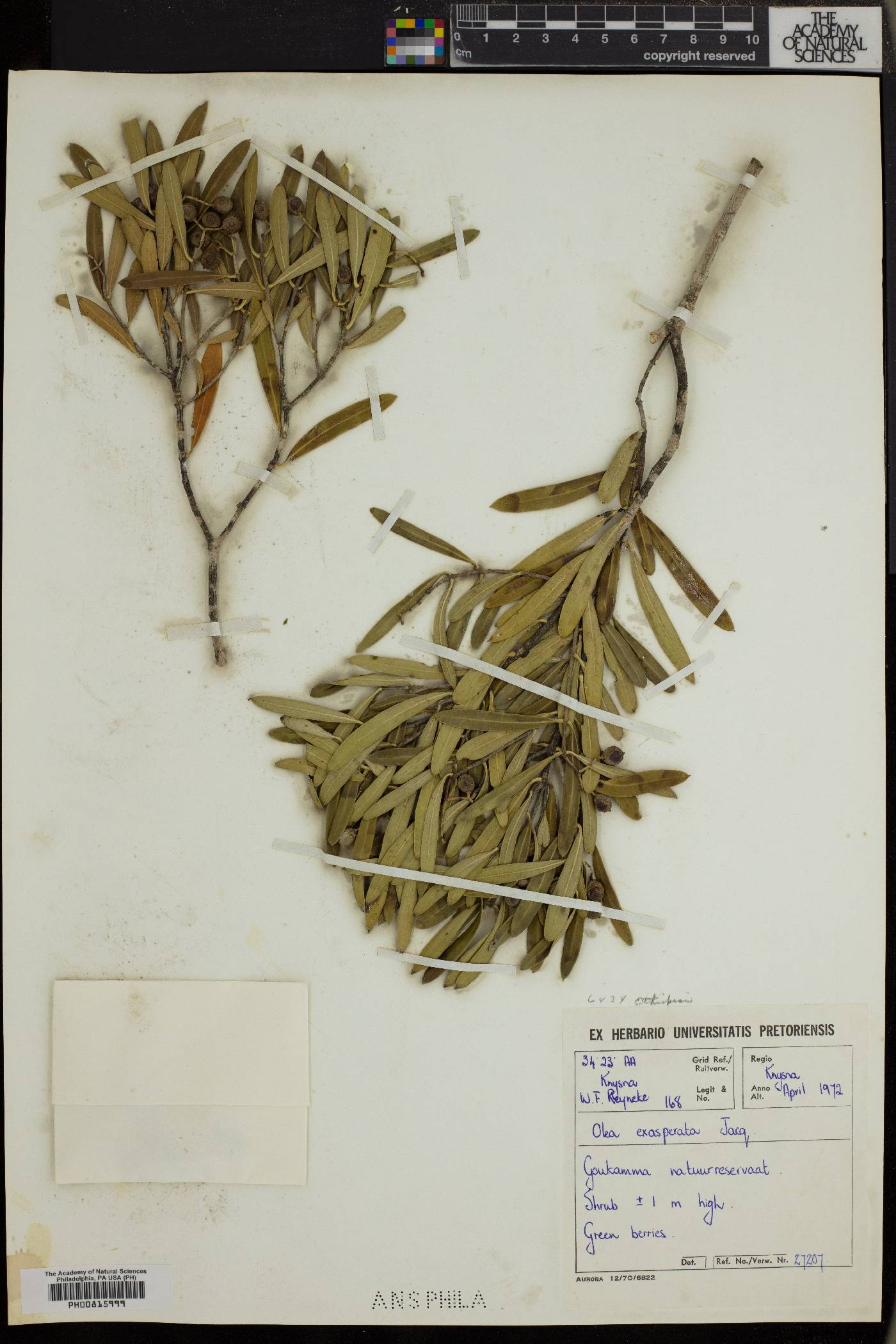 Olea exasperata image