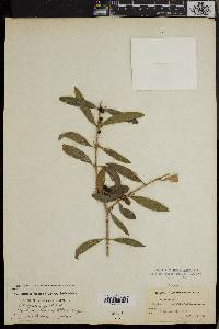 Phillyrea angustifolia image