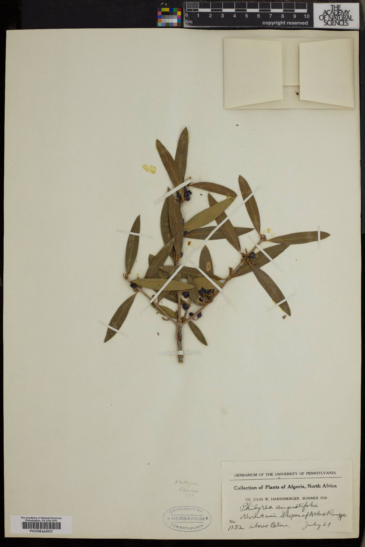 Phillyrea angustifolia image