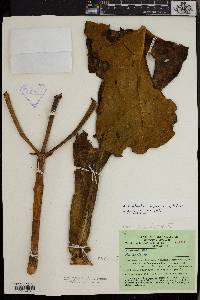 Anthocleista amplexicaulis image