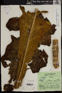 Anthocleista amplexicaulis image