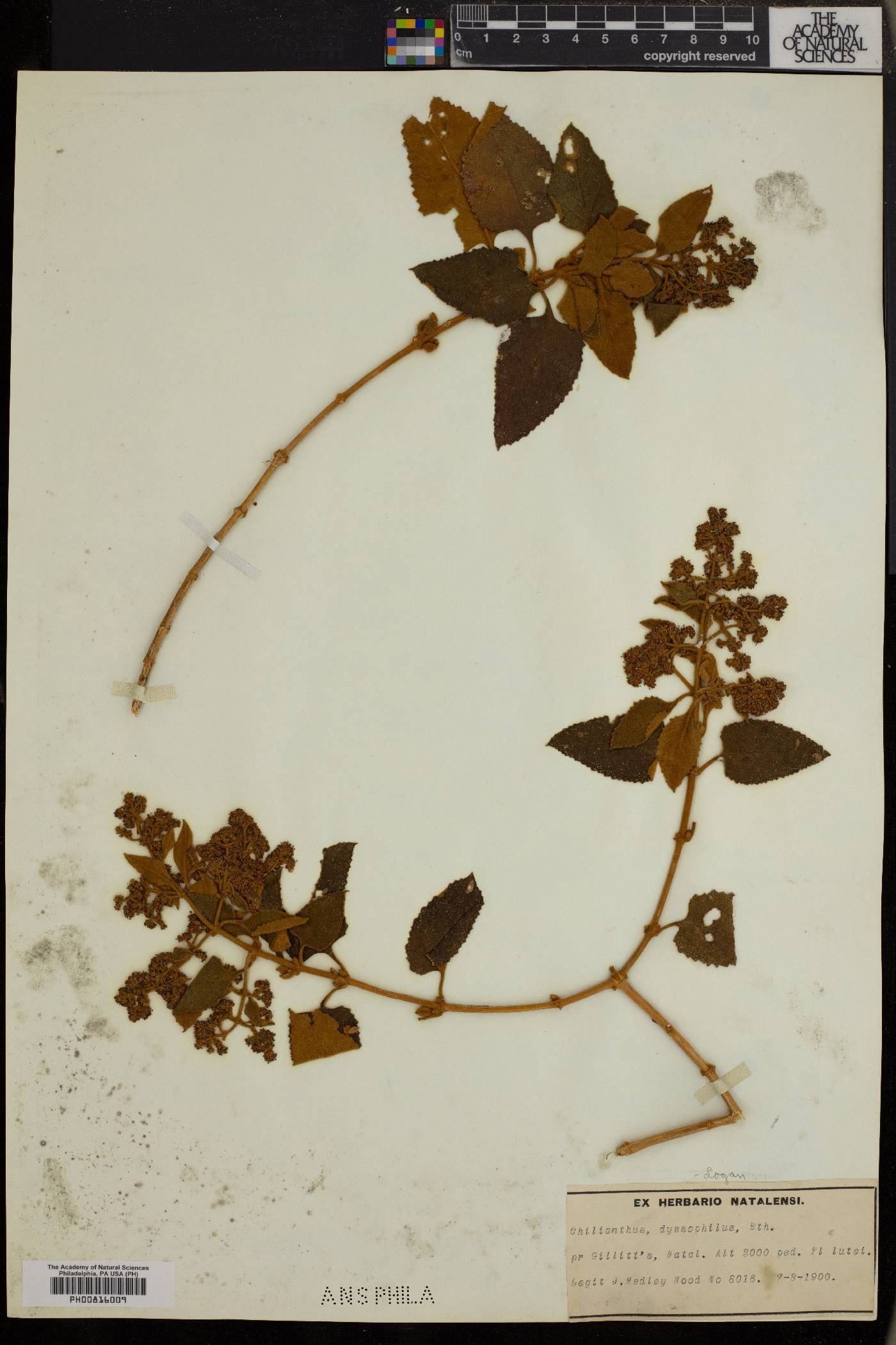 Buddleja dysophylla image