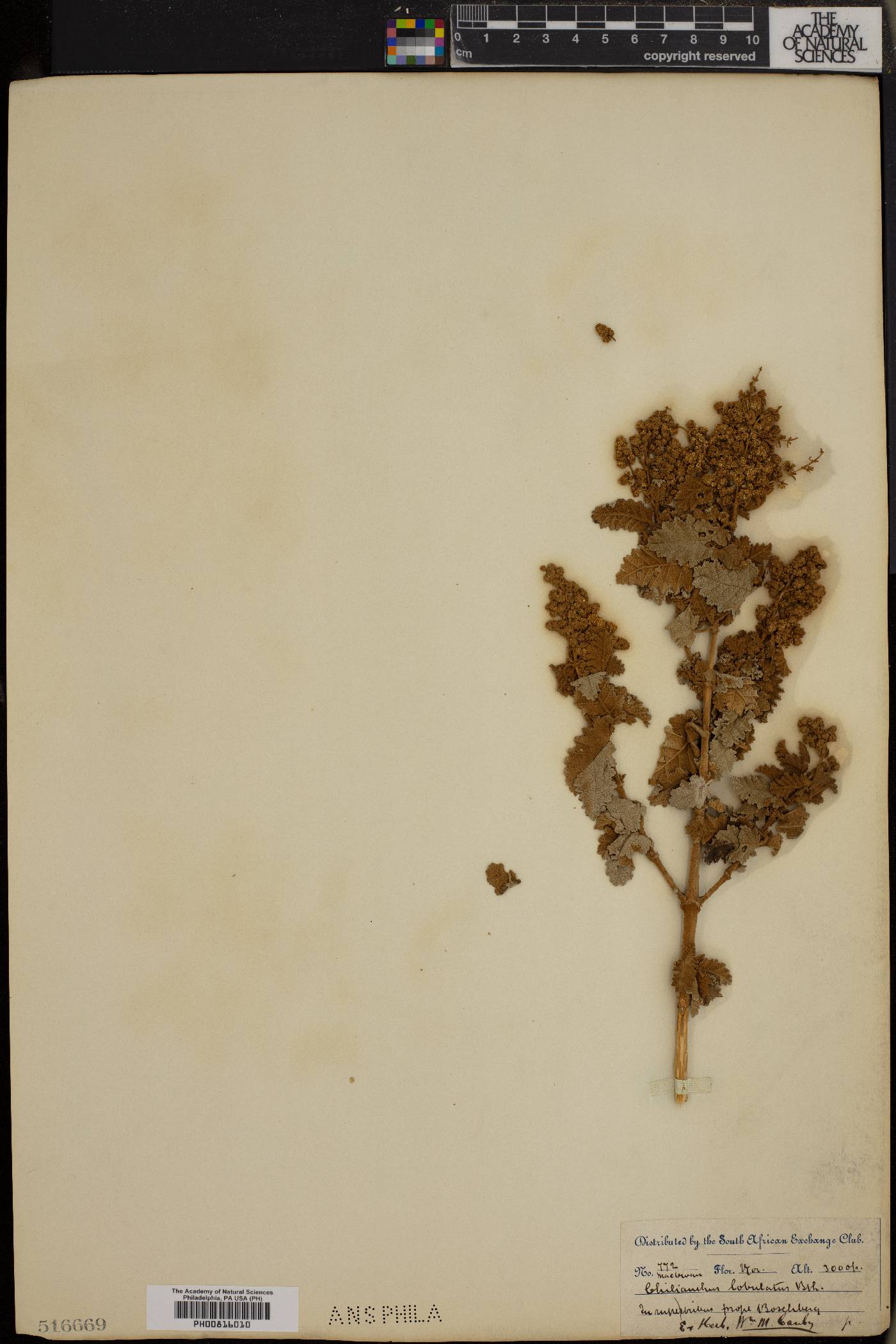 Buddleja glomerata image