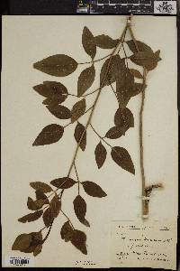 Jasminum odoratissimum image