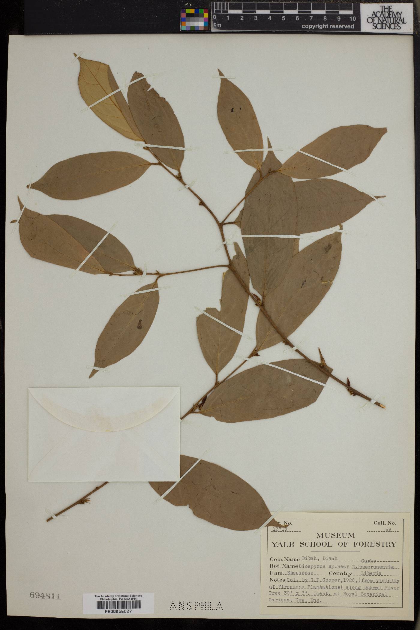 Diospyros kamerunensis image