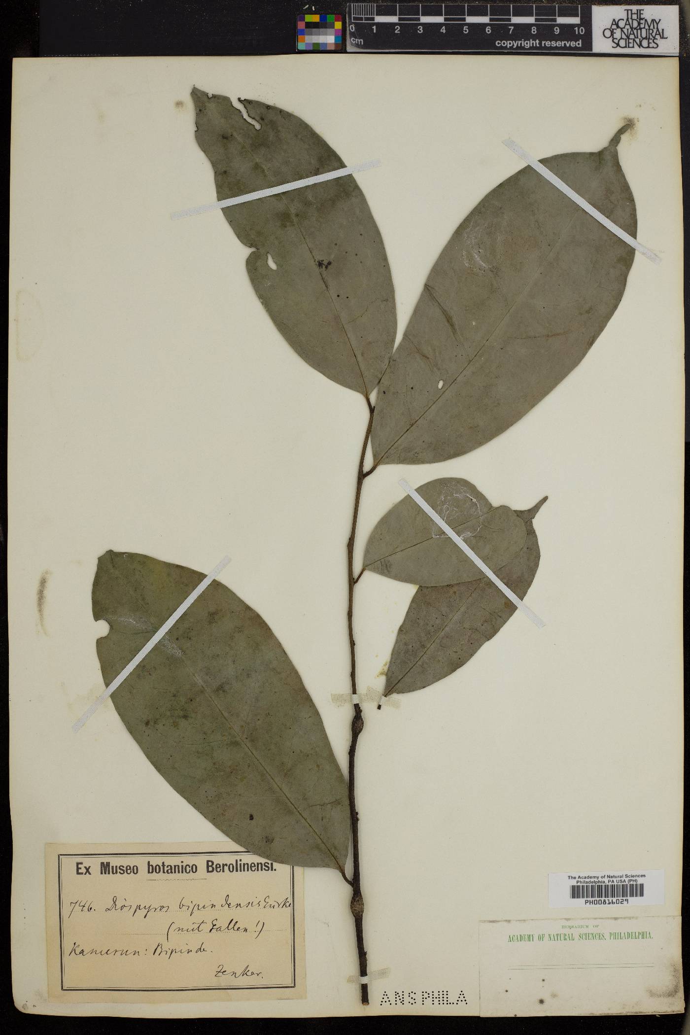 Diospyros bipindensis image