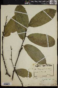 Diospyros bipindensis image