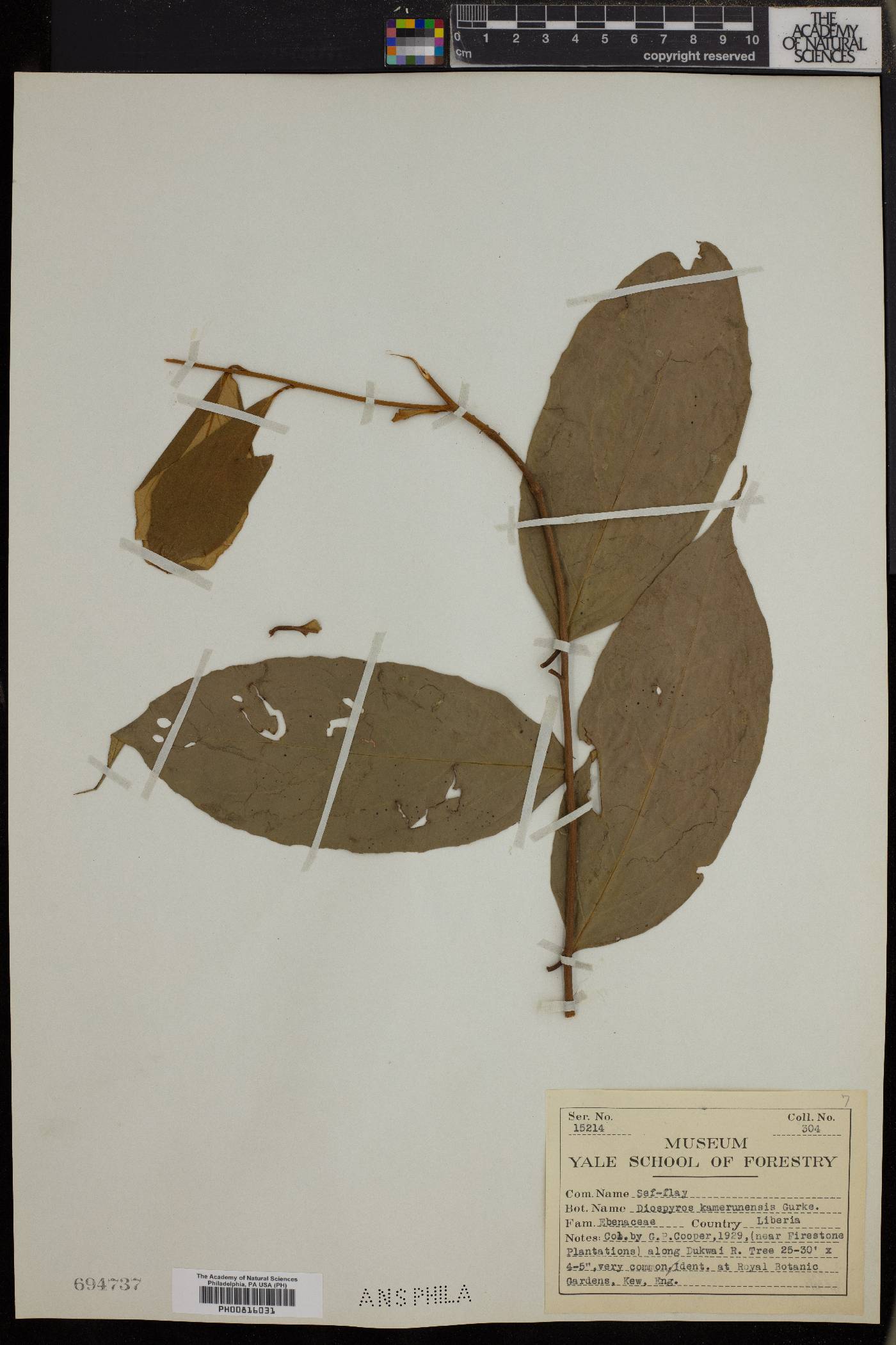 Diospyros kamerunensis image