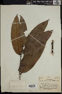 Diospyros sanza-minika image